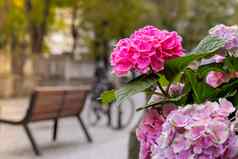 美丽的布鲁姆花绣球花macrophylla城市街粘土能布什盛开的粉红色的绣球花春天小镇装饰格但斯克波兰