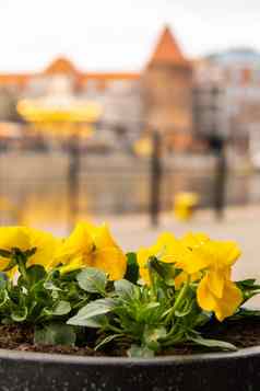 花圃美丽的黄色的花格但斯克城市背景集团精致的色彩斑斓的花期活跃的开花春天浪漫的自然背景生动的时刻生活问候卡背景