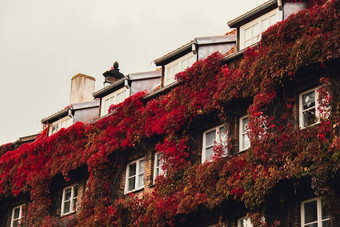 外观建筑登山者植物艾薇日益增长的植被覆盖的墙秋天<strong>生态绿色</strong>生活<strong>城市城市</strong>环境概念格但斯克波兰亲生物户外设计可持续发展的环境友好的