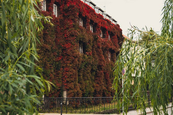 外观建筑登山者植物艾薇日益增长的植被覆盖的墙秋天<strong>生态绿色</strong>生活<strong>城市城市</strong>环境概念格但斯克波兰亲生物户外设计可持续发展的环境友好的