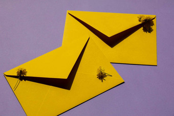 美丽的黄色的洋甘菊雏菊花邮政黄色的信封紫罗兰色的背景空纸请注意复制空间文本春天时间问候卡假期生动的颜色极简主义概念