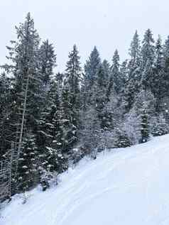 下降雪松树重降雪冬天密集的森林冷晚上垂直照片常绿松树覆盖新鲜的下降雪冬天山森林冷明亮的一天