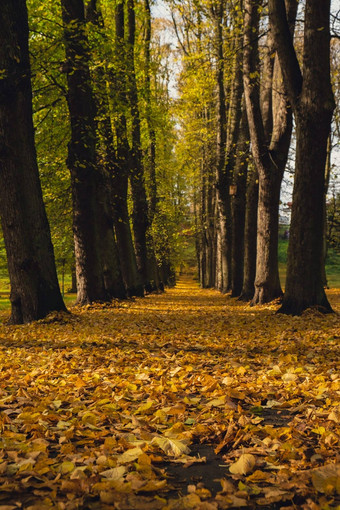 色彩斑斓的下降秋天叶子视图秋天树叶公园森林金树叶子美丽的树黄色的叶子秋天森林路径散落秋天叶子