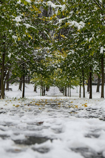 景观树<strong>森林雪地</strong>面绿色树雪冬天<strong>森林</strong>路径白雪覆盖的路径美丽的春天公共公园