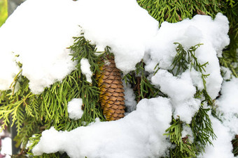 景观树森林雪地面绿色树雪冬天森林路径白雪覆盖的路径美丽的春天公共公园