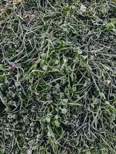 绿色草早....白霜花园冻霜变形模式自然背景叶三叶草象征帕特里克的一天