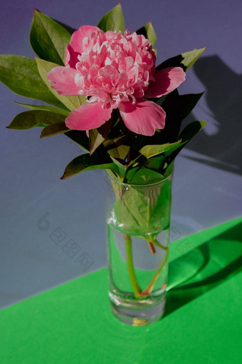 美丽的牡丹花粉红色的颜色透明的玻璃水等角有<strong>创意</strong>的背景新鲜的减少花<strong>绿色</strong>叶装饰首页交付花
