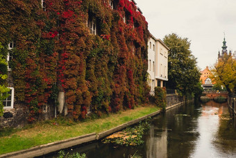 外观建筑登山者植物艾薇日益增长的植被覆盖的墙秋天生态绿色生活城市城市<strong>环境</strong>概念格但斯克波兰亲生物户外设计可持续发展的<strong>环境</strong>友好的