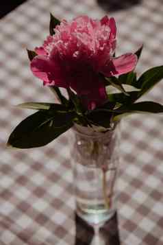 美丽的牡丹花粉红色的颜色透明的玻璃水新鲜的减少花绿色叶装饰首页交付花