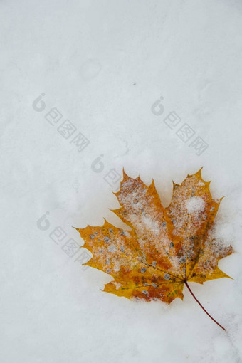 秋天下降叶子雪公共公园冬天季节美丽的充满活力的色彩斑斓的叶树叶白色冻雪12月复制空间问候卡壁纸