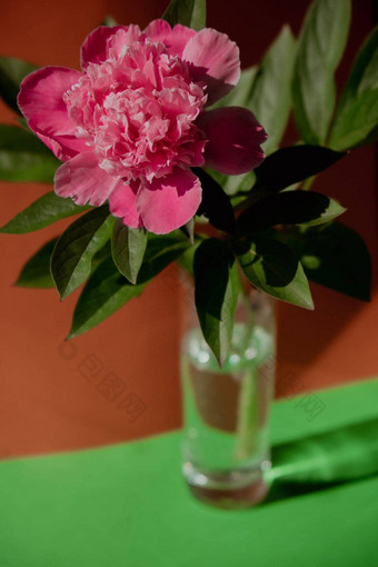 美丽的牡丹花粉红色的颜色透明的玻璃水等角有<strong>创意</strong>的背景新鲜的减少花<strong>绿色</strong>叶装饰首页交付花