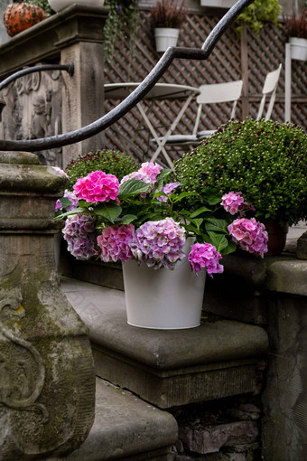 美丽的布鲁姆花绣球花macrophylla城市街粘土能布什盛开的粉红色的绣球花春天小镇装饰格但斯克波兰