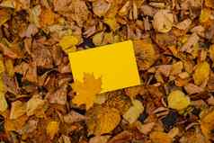 空黄色的信封模拟色彩斑斓的下降秋天叶子模板卡金树叶子美丽的树黄色的叶子秋天森林路径散落秋天叶子自然秋天景观