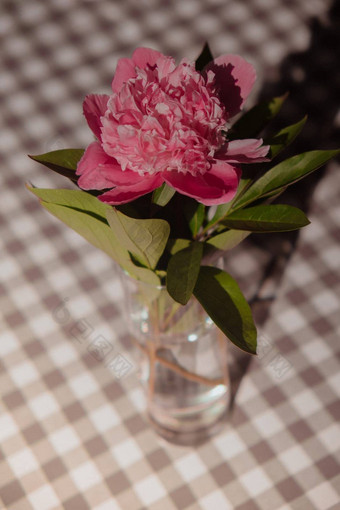 美丽的牡丹花粉红色的颜色透明的玻璃水新鲜的减少花绿色叶装饰首页交付花