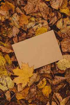 空地球音调信封模拟色彩斑斓的下降秋天叶子模板卡金树叶子美丽的树黄色的叶子秋天森林路径散落秋天叶子自然秋天景观