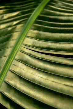 绿色棕榈叶模式纹理摘要背景热带森林概念生态目的地进步自由旅程生活方式丛林背景异国情调的植物