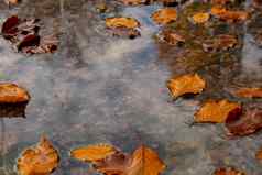 秋天雨滴下降水坑秋天的叶子秋天秋天叶子浮动表面水下降橙色叶航行黑暗水坑舒适大气