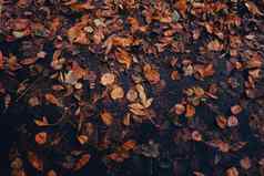 色彩斑斓的下降秋天叶子模式背景视图秋天树叶公园森林金树叶子美丽的树黄色的叶子秋天森林路径散落秋天叶子