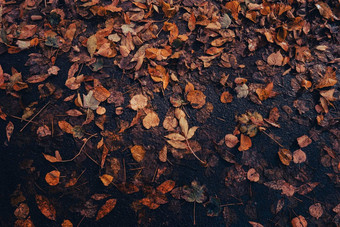 色彩斑斓的下降秋天叶子模式背景视图秋天树叶公园森林金树叶子美丽的树黄色的叶子秋天森林路径散落秋天叶子