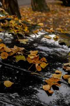 色彩斑斓的下降秋天叶子车视图秋天树叶公园森林金树叶子美丽的树黄色的叶子秋天森林路径散落秋天叶子