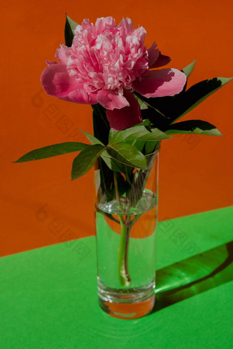 美丽的牡丹花粉红色的颜色透明的玻璃水等角有创意的背景新鲜的减少花绿色叶装饰首页交付花