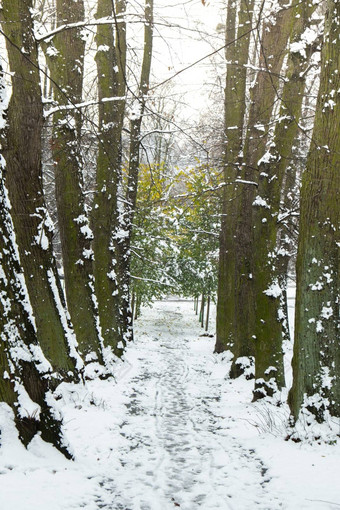 景观树森林雪地面绿色树雪冬天森林路径白雪覆盖的路径美丽的春天公共公园