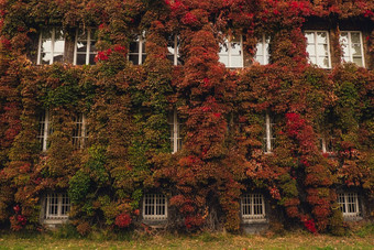外观建筑登山者植物艾薇日益增长的植被覆盖的墙秋天生态绿色生活城市城市环境概念格但斯克波兰亲生物户外设计可持续发展的环境友好的