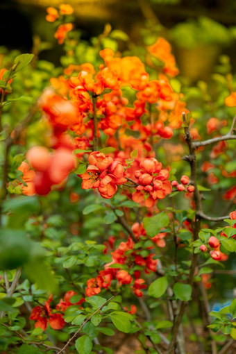 红色的花开花布什关闭开花花瓣布什明亮的花场景自然照明壁纸背景问候卡复制空间