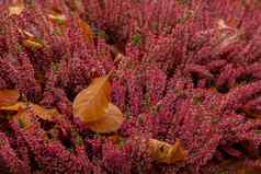 下降秋天叶子粉红色的布什花色彩斑斓的下降秋天叶子视图秋天树叶公园森林