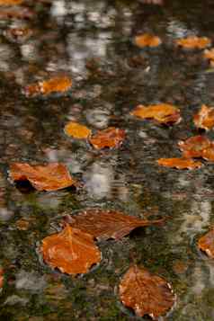 秋天雨滴下降水坑秋天的叶子秋天秋天叶子浮动表面水下降橙色叶航行黑暗水坑舒适大气