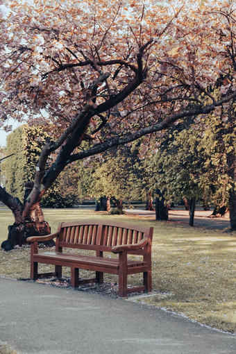 绿色木板凳上公园阳光明媚的一天秋天春天夏天季节公共奥利维亚公园格但斯克波兰城市公园长椅风景景观城市花园街灯通路的角度来看视图城市景观背景空公共的地方绿色树