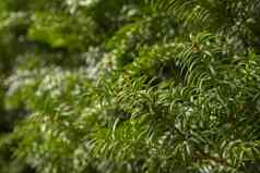 年轻的云杉松再生增长情节植树造林小年轻的松柏科的花视锥细胞日益增长的冷杉灌木