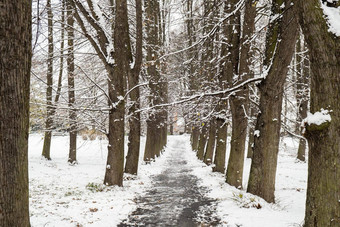 景观树森林雪地面绿色树雪冬天森林路径白雪覆盖的路径美丽的春天公共公园