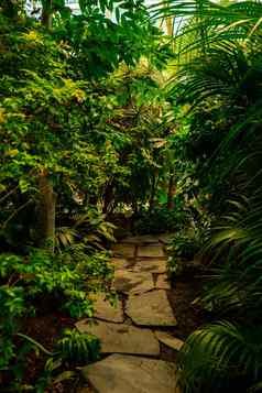 热带路径热带雨林完整的分支机构绿色颜色大树郁郁葱葱的绿色丛林自然背景