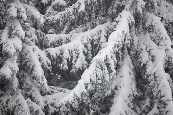大特写镜头针叶树分支机构雪暴雪