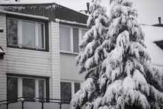 窗户独栋房子面对白雪覆盖的花园高树