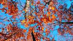 树顶红色的橙色棕色（的）叶子摇摆风背景清晰的蓝色的天空
