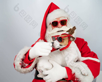 肖像圣诞老人老人太阳镜狗杰克罗素梗鲁道夫驯鹿耳朵白色背景