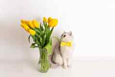 白色英国猫黄色的弓领带坐着花瓶花束黄色的郁金香
