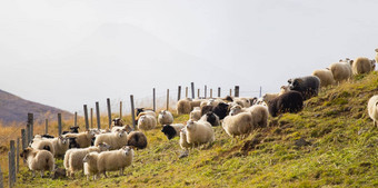 冰岛羊<strong>吃</strong>草山草地集团国内动物纯清晰的自然美丽的冰岛高地生态清洁<strong>羊肉</strong>肉羊毛生产风景优美的区域