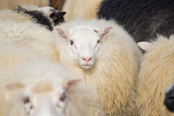冰岛羊<strong>吃</strong>草山草地集团国内动物纯清晰的自然美丽的冰岛高地生态清洁<strong>羊肉</strong>肉羊毛生产风景优美的区域