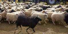 冰岛羊吃草山草地集团国内动物纯清晰的自然美丽的冰岛高地生态清洁羊肉肉羊毛生产风景优美的区域