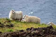 冰岛羊吃草草地海洋集团国内动物纯北自然