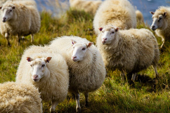 冰岛羊吃草山草地<strong>海洋</strong>海岸线集团国内动物纯清晰的自然<strong>生态</strong>清洁羊肉肉羊毛生产风景优美的区域