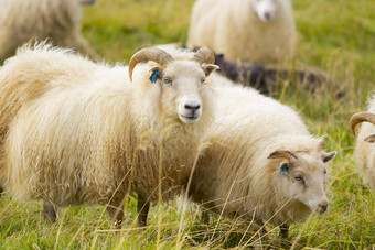 冰岛<strong>羊吃草</strong>山<strong>草</strong>地集团国内动物纯清晰的自然美丽的冰岛高地生态清洁<strong>羊</strong>肉肉<strong>羊</strong>毛生产风景优美的区域