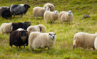 冰岛羊吃草山草地集团国内动物纯<strong>清晰</strong>的自然美丽的冰岛高地生态清洁羊肉肉羊毛生产<strong>风</strong>景优美的区域