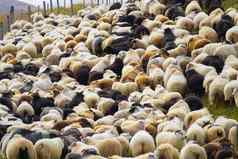 冰岛羊吃草山草地集团国内动物纯清晰的自然美丽的冰岛高地生态清洁羊肉肉羊毛生产风景优美的区域