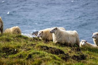 冰岛<strong>羊吃草</strong>山<strong>草</strong>地海洋海岸线集团国内动物纯清晰的自然生态清洁<strong>羊</strong>肉肉<strong>羊</strong>毛生产风景优美的区域