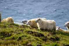 冰岛羊吃草草地海洋集团国内动物纯北自然