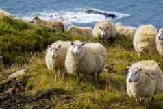 冰岛羊吃草山草地海洋海岸线集团国内动物纯清晰的自然生态清洁羊肉肉羊毛生产风景优美的区域冰岛